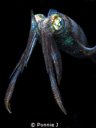 Knight Squid by Ponnie J 